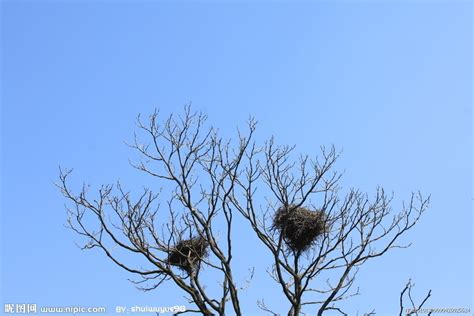 鳥築巢|鳥巢(鳥類築建的供棲息的地方):基本簡介,築巢作用,世。